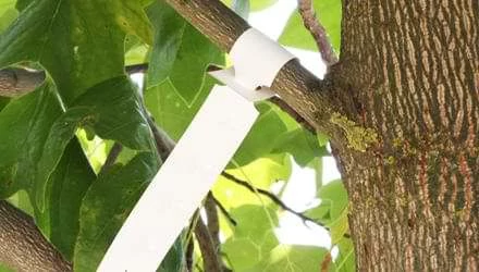 Miben segíthet a kertészeti címke?